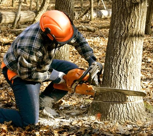 Tree Removal in Alderson, OK